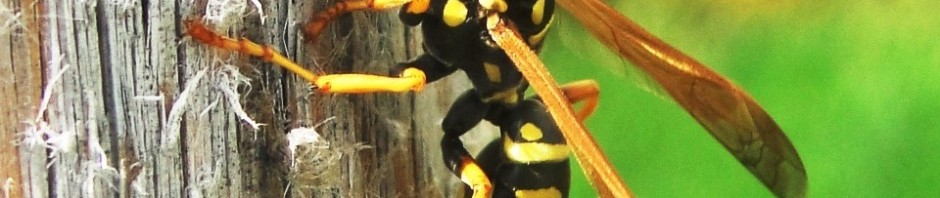 yellow jacket, wasp, front yard, insects