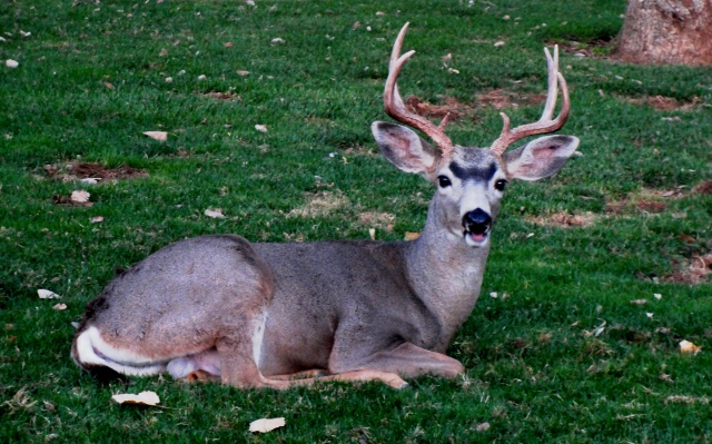 Odocoileus hemionus - Mule Deer in Groveland, California