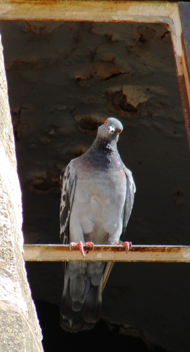 Columba livia - Rock Dove or Rock Pigeon