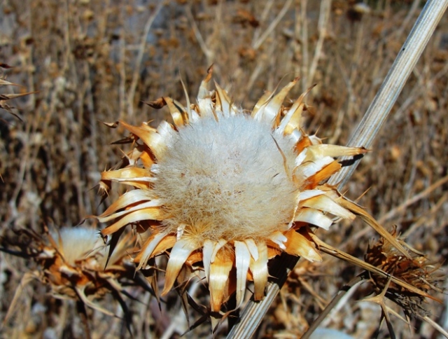 Thorn bush bloom - Israel - et-Tell - Bethsaida - Dried out Bloom