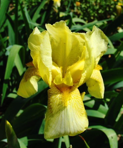 Yellow Iris - Patterson, California - Yellow Flower - Yellow Bloom - Iris