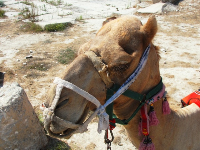 Camelus dromedarius - Camel Head - Dromedary - Arabian Camel - Samaria - Camels in Israel and Palestine