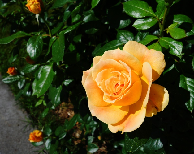First Rose - Floribunda - Yellow Rose - First Rose Bloom - New Roses