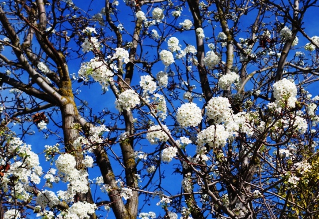 Tree with White Blossoms - Blue Sky/White Blossoms - Signs of Spring 