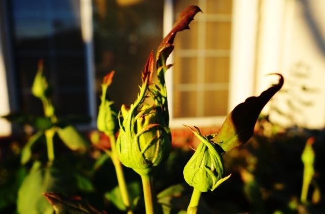 St. Patrick Rose Buds - St. Patrick Hybrid Tea - Rose Buds - Spring Buds