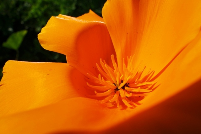 California Poppy - Spring in California - First Day of Spring - Orange Poppy