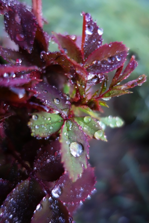 Water Droplets, Rose Leaves, Mister Lincoln Rose, Rose after watering