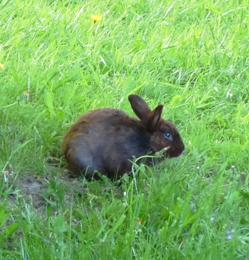 Rabbit, Park, Tame Rabbit, Rowentree Mills Park, Toronto