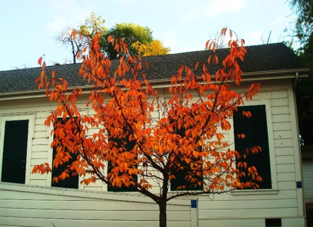 orange leaves, fall color, Pleasanton, California