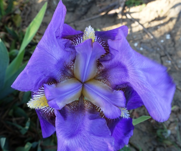 Iris, purple iris, flowers, spring flowers