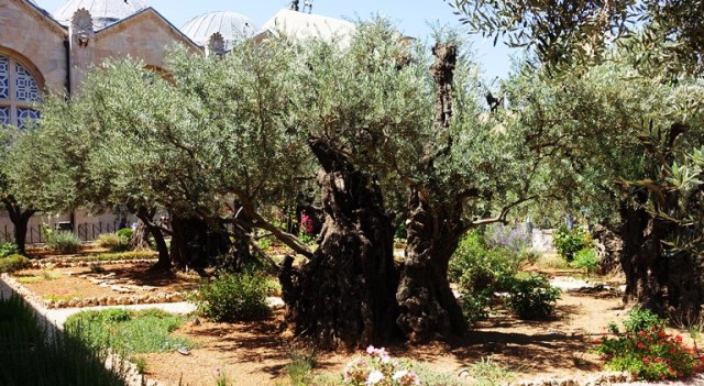 Gethsemane, Olive Trees, Garden