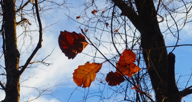 Last leaves, fall, Platte City, Hiking Trail