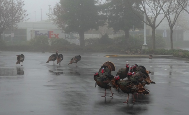 Wild Turkeys, Turkeys in the Fog, Parking Lot, Fog, Flock of Turkeys, Rafter of Turkeys