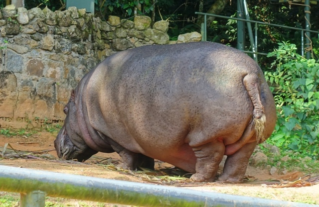 (Hippopotamus amphibius), hippopotamus, river horse, zoo, sao paulo zoo