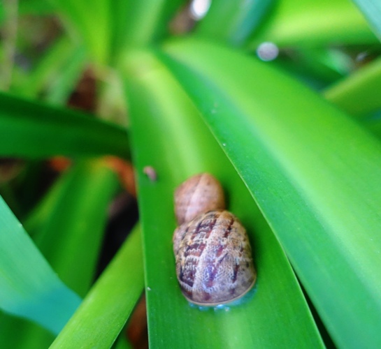 snails, agapanthus, looking for blooms