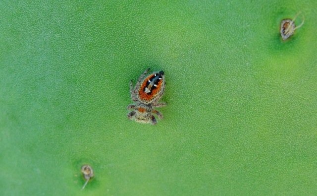 little spider, cactus, alviso Adobe park