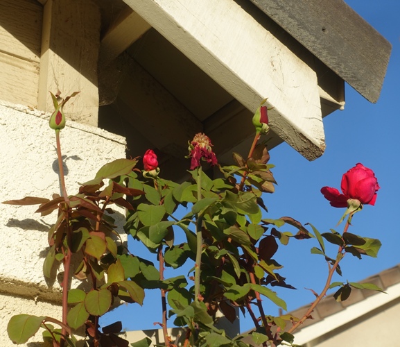 red roses, Mister lincoln rose, tall roses, eaves