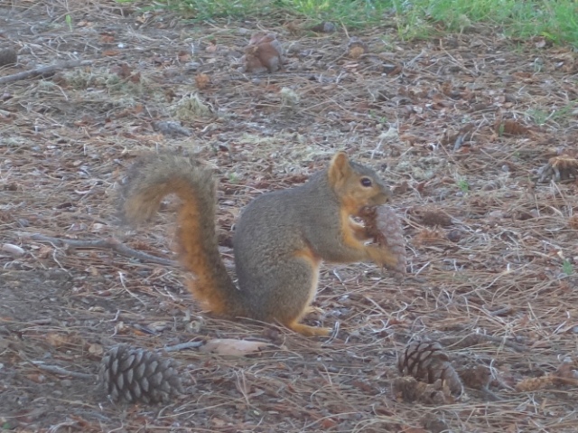 squirrel, park, walk, hungry squirrel, tree, pine cones